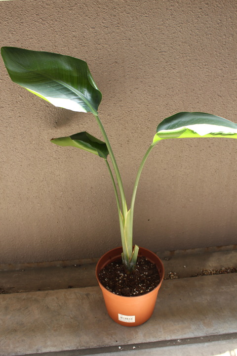 ストレリチア ニコライ 植え替え完了