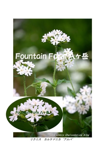 Lychnis chalcedonica`Alba'