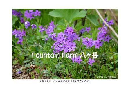 Phlox stolonifera(ツルハナシノブ)