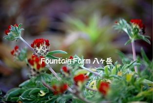 Anthylis vulneraria`Coccinea'