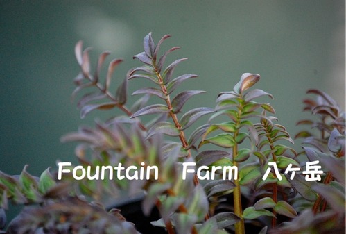 Polemonium yezoense`Purple Rain Strain' (1)