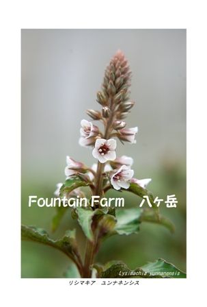 Lysimachia yunnanensis