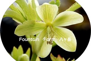 11のHelleborus (38)