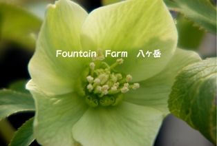 11のHelleborus (49)