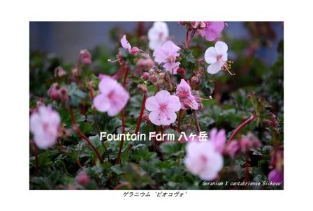 Geranium X cantabriense`Biokovo'