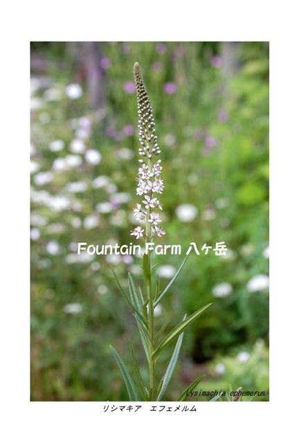 Lysimachia ephemerum