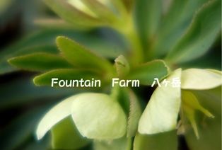 11のHelleborus (28)