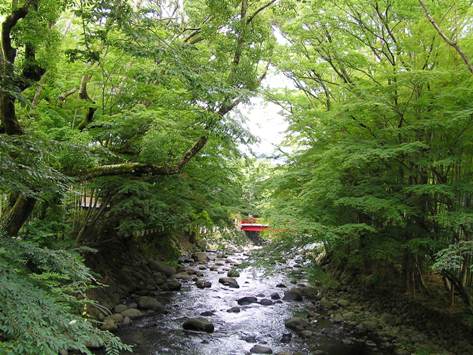 修善寺、竹林の小路