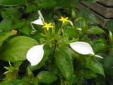コンロンカ(ハンカチの花)