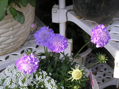 マツムシ草