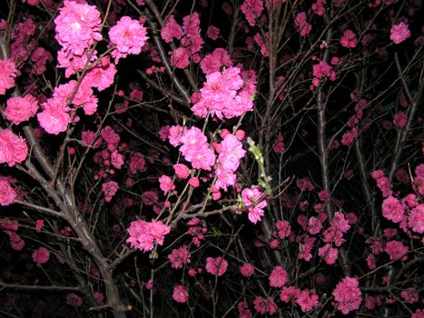 夜桃