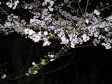 夜桜 2