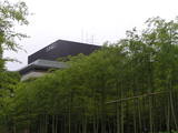 竹林 に うかぶ hyatt