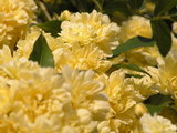 モッコウ薔薇 2