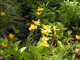 お花 1