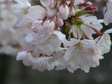 桜2