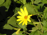 菊イモ