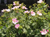 芙蓉 1