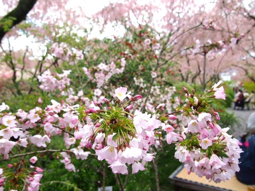 原谷苑 2015,4