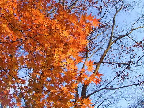 那須紅葉