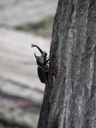 カブトムシ