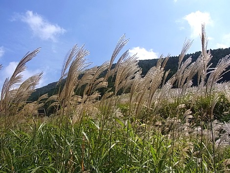箱根 仙石原のすすき