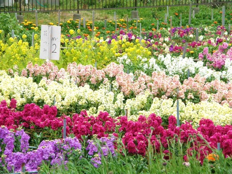 房総 花摘み