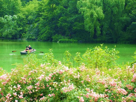 美しい池