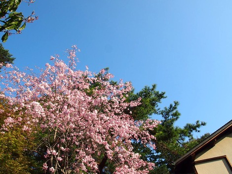 2014,4三養荘 桜