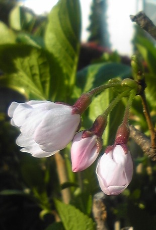 ヒロイ桜