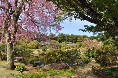 桜