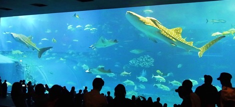 ちゅら海水族館