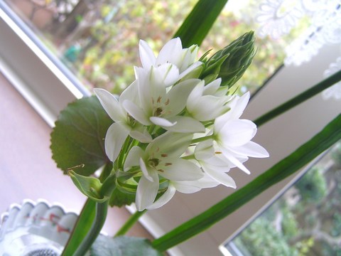 春の花1
