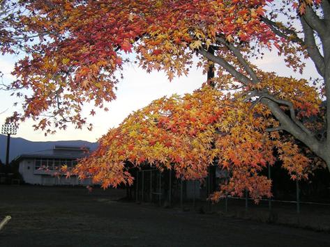 夕暮れの紅葉