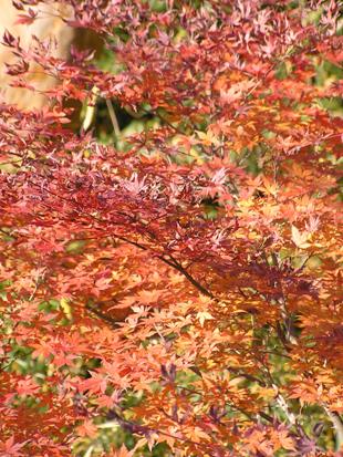 仙石原 紅葉1