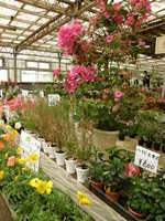 鉢植え売り場