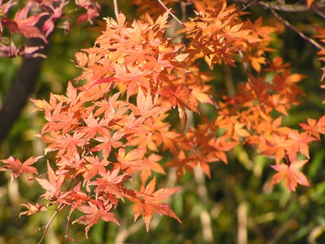 箱根旅行 仙石原紅葉