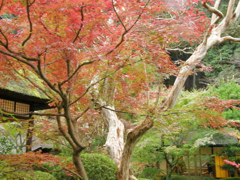 紅葉2