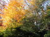 露天風呂から見上げた紅葉