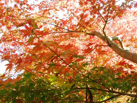 紅葉1