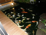 夜の鯉