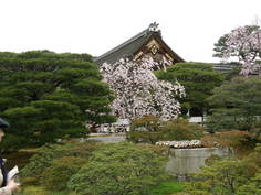 お常御殿と桜