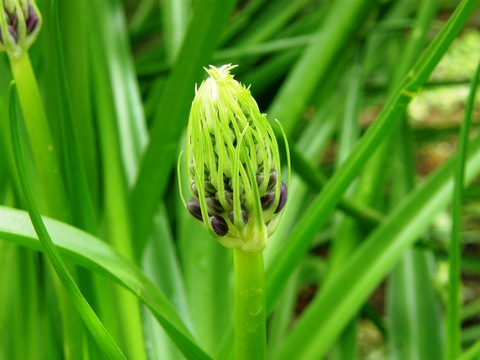 蕾