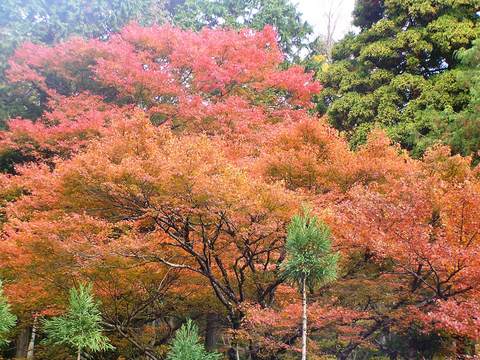 紅葉の名所長安寺