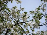山桜
