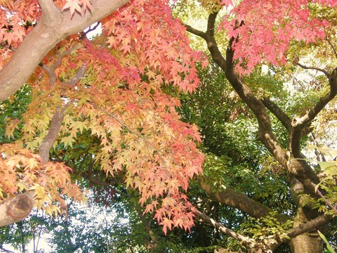 御殿場 紅葉
