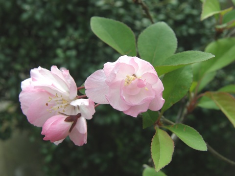 花海棠