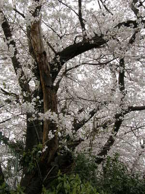 近所の桜 2