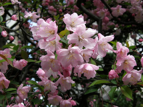 花海棠