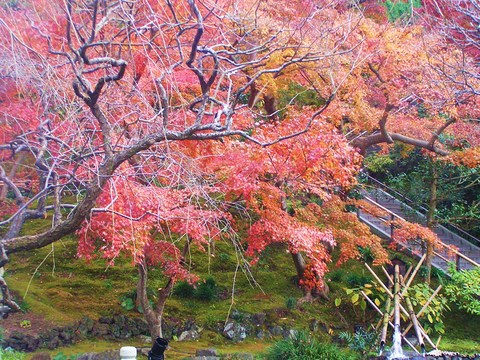 長谷寺の紅葉